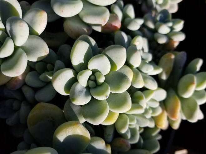 Sedum clavatum succulent plant