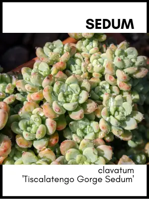 sedum clavatum tiscalatengo gorge sedum succulent plant care guide and identification card