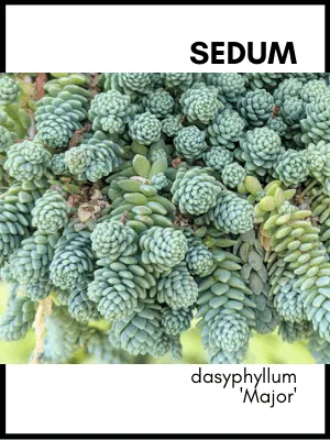 Sedum dasyphyllum major succulent plant care guide and identification card also known as himalayan skies sedum