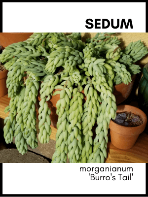 sedum morganianum burros tail donkey tail succulent plant care and identification card