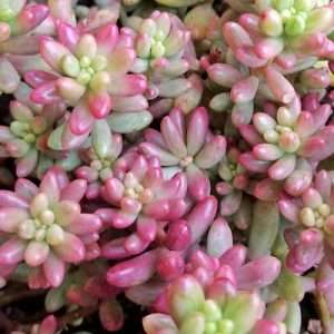 sedum rubrotinctum aurora pink jelly beans succulent plant care guide and identification card