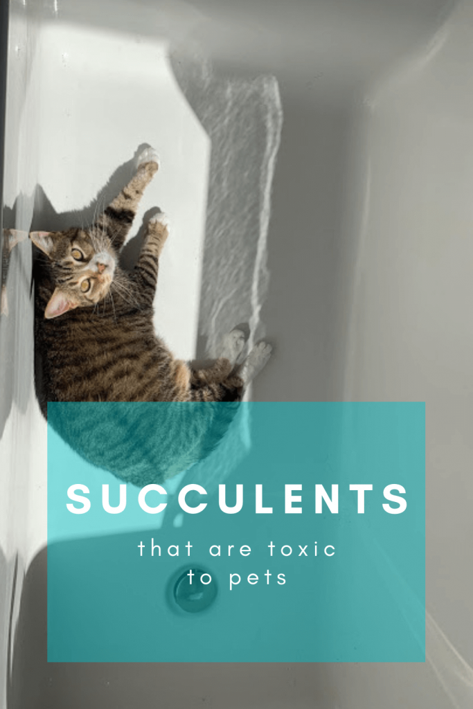 are succulents poisonous to pets?