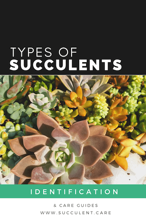 Types of succulents small