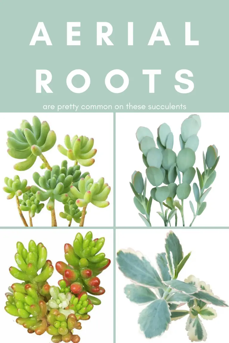 Aerial roots are common on these succulents and shouldn't indicate a problem