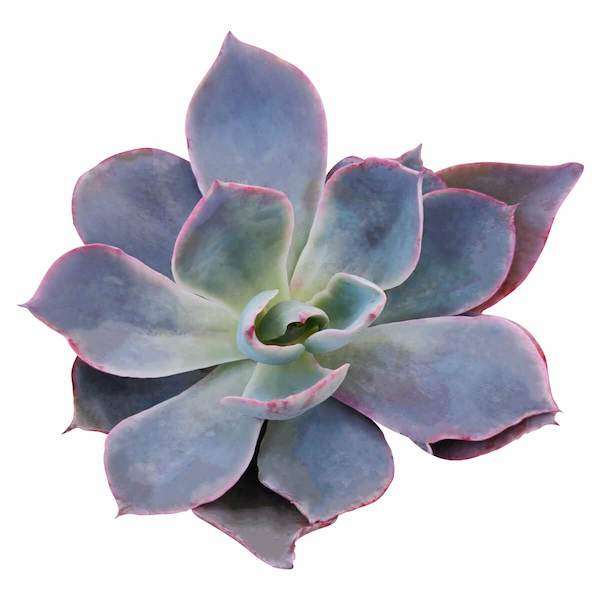 echeveria afterglow for sale at succulents box