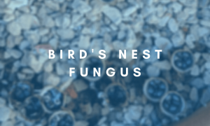 Birds nest fungus in succulent soil information