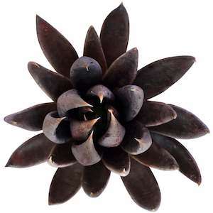 Echeveria 'black knight' for sale at succulents box