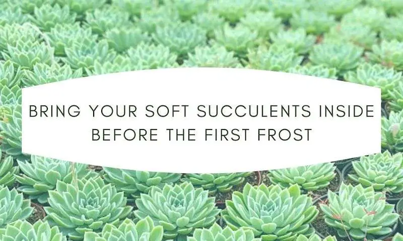 learn more about winterizing succulents here