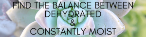Watering tip: find the balance between dehydrated and constantly moist
