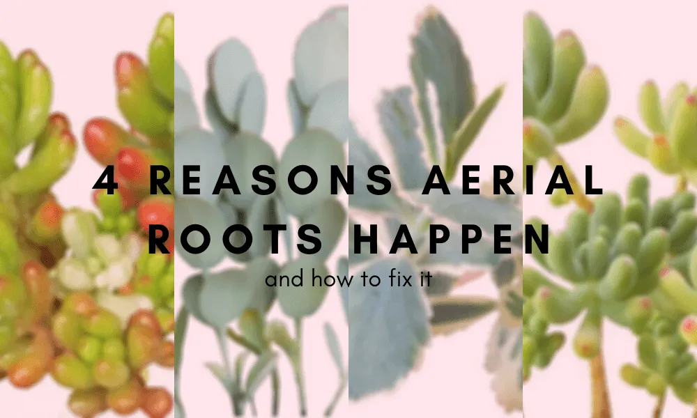4 reasons aerial roots happen and how to fix it