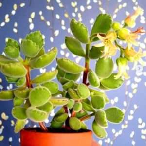 Cotyledon bear paws are not monocarpic succulents. This is not a death bloom.