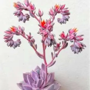 Echeveria are not monocarpic succulents. This is not a death bloom.
