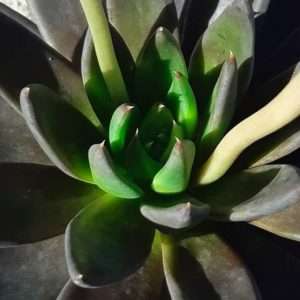 Echeveria black knight are not monocarpic succulents. This is not a death bloom.
