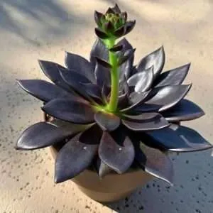 Echeveria black prince is not a monocarpic succulent. This is not a death bloom.