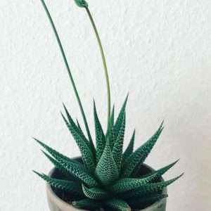 Haworthia are not monocarpic succulents. This is not a death bloom.