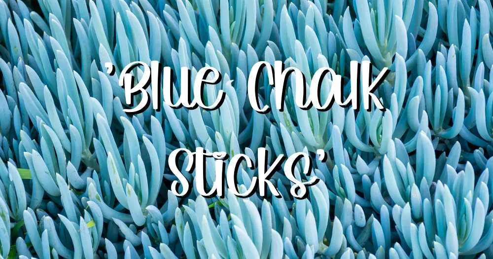 Blue chalk sticks feature senecio mandraliscae