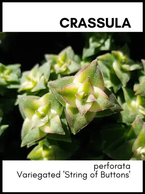 crassula perforata string of buttons succulent plant care guide and identification card