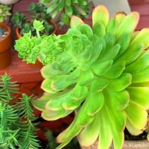 Monocarpic succulent - example of an aeonium with a death bloom