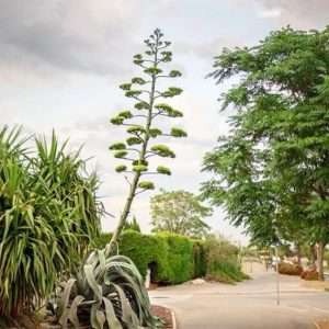 Monocarpic succulent - example of an agave with a death bloom @plantiplant