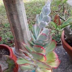 Monocarpic succulent - example of a kalanchoe with a death bloom