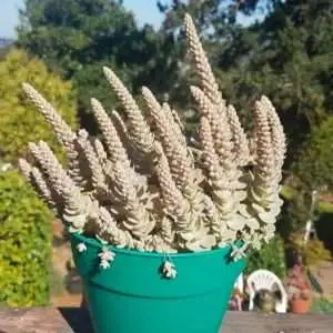 Monocarpic succulent - example of a orostachys chinese dunce caps with a death bloom @cactinaut_cassie_alexander