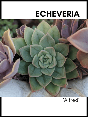 Echeveria 'alfred' succulent plant care guide and identification card