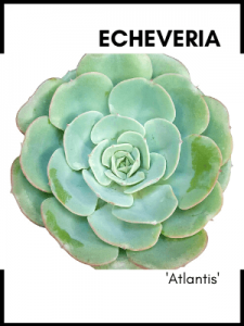 Echeveria 'atlantis' rosette succulent plant care guide and identification card