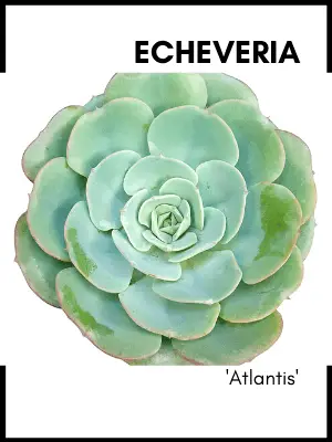 echeveria atlantis rosette succulent plant care guide and identification card
