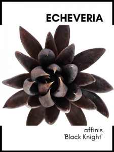 Echeveria affinis 'black knight' succulent plant identification card and care guide