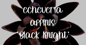 Echeveria black knight care guide