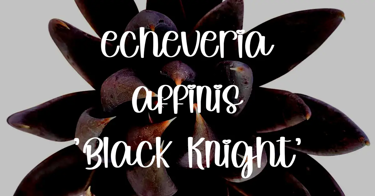 Echeveria black knight care guide black knight
