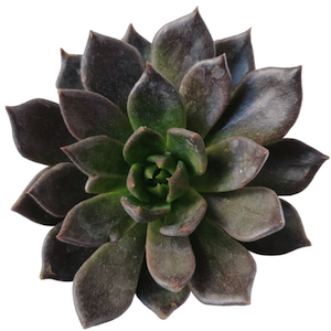 Echeveria 'black prince' for sale at succulents box