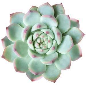 Echeveria chihuahuaensis for sale at succulents box