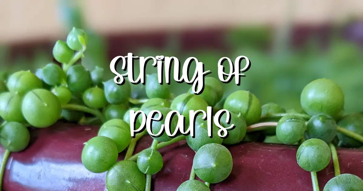 Feature propagating string of pearls care