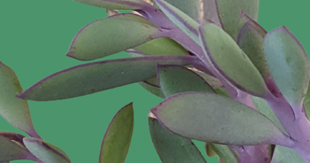 How to propagate senecio crassissimus lavender steps
