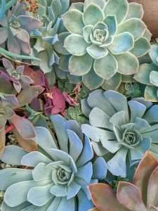 Mixed succulents, mostly echeveria