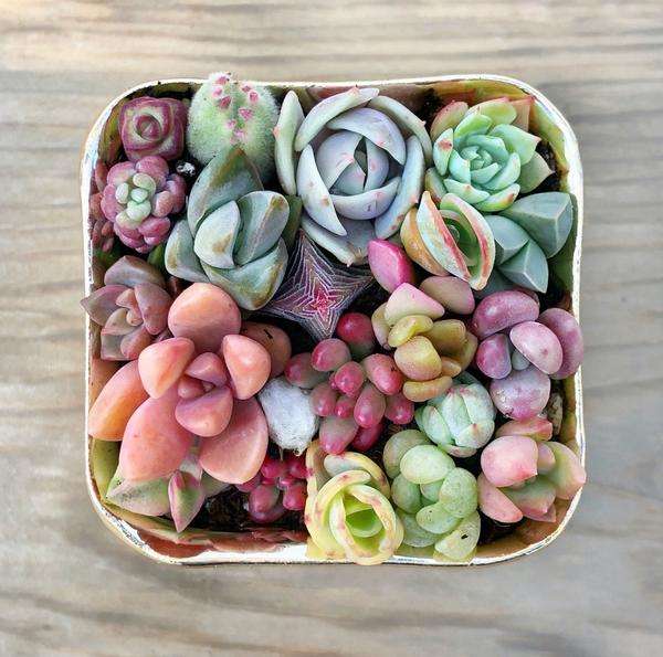 buy mini pixie succulents from fairyblooms here