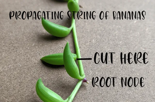 where to cut string of bananas succulent propagation