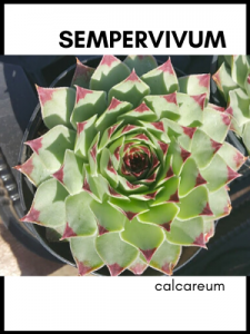 Sempervivum calcareum cold hardy succulent plant care guide and identification card
