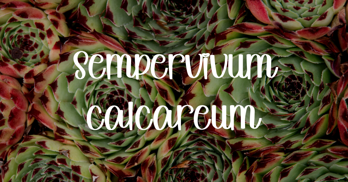 Sempervivum calcareum hen and chicks care guide