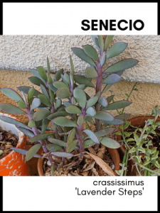Senecio crassissimus lavender steps succulent plant identification card and care guide