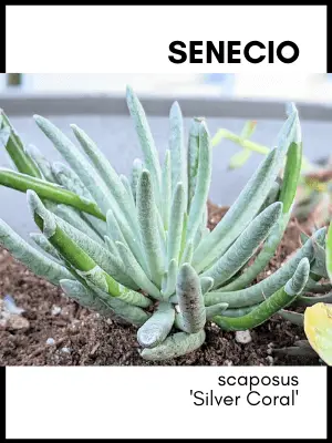 Senecio scaposus succulent plant identification card and care guide