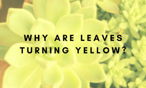 why are some succulent leaves turning yellow?