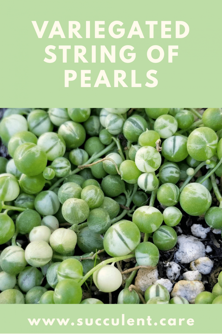 variegated string of pearls