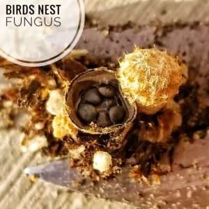 Picture showing what bird's nest fungus looks like up close