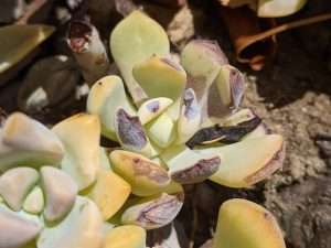 Picture showing what sunburn on a succulent looks like