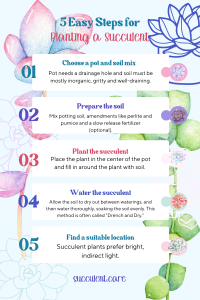 5 steps for planting a succulent