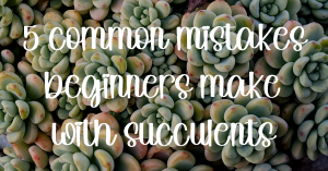 5 common mistakes beginners make with succulents
