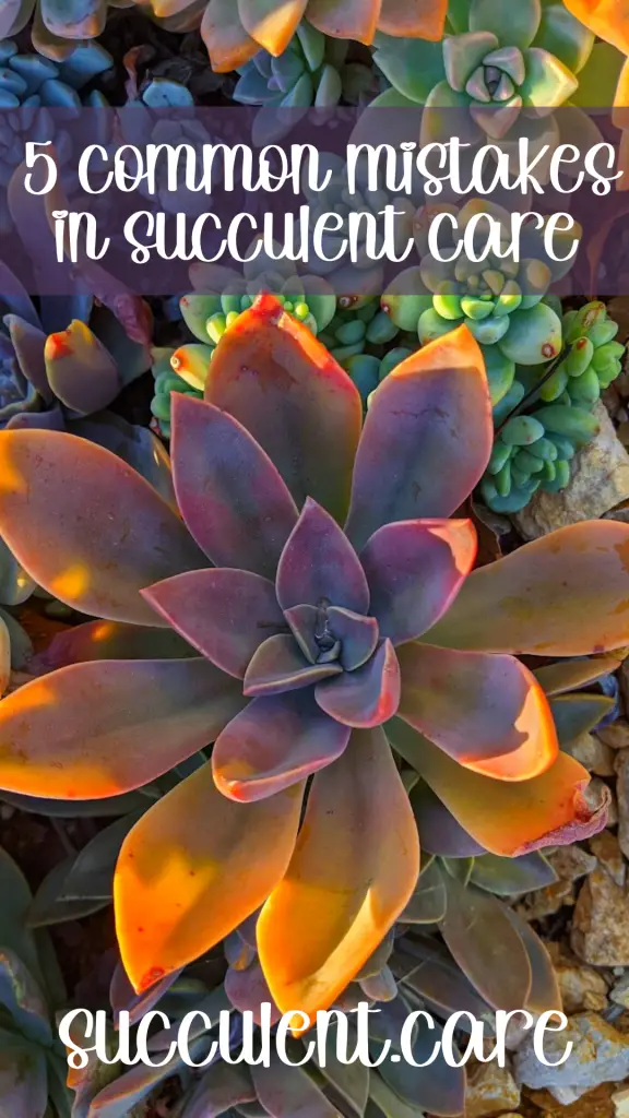 5 common mistakes when caring for succulents