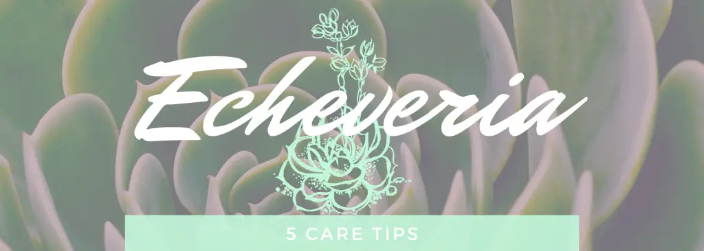 Caring for echeveria - image of an echeveria superimposed with the word echeveria